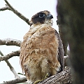 Australian Hobby<br />Canon EOS 7D + EF400 F5.6